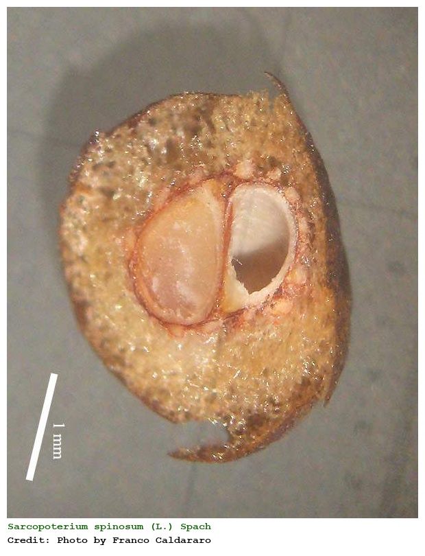 Sarcopoterium spinosum (L.) Spach